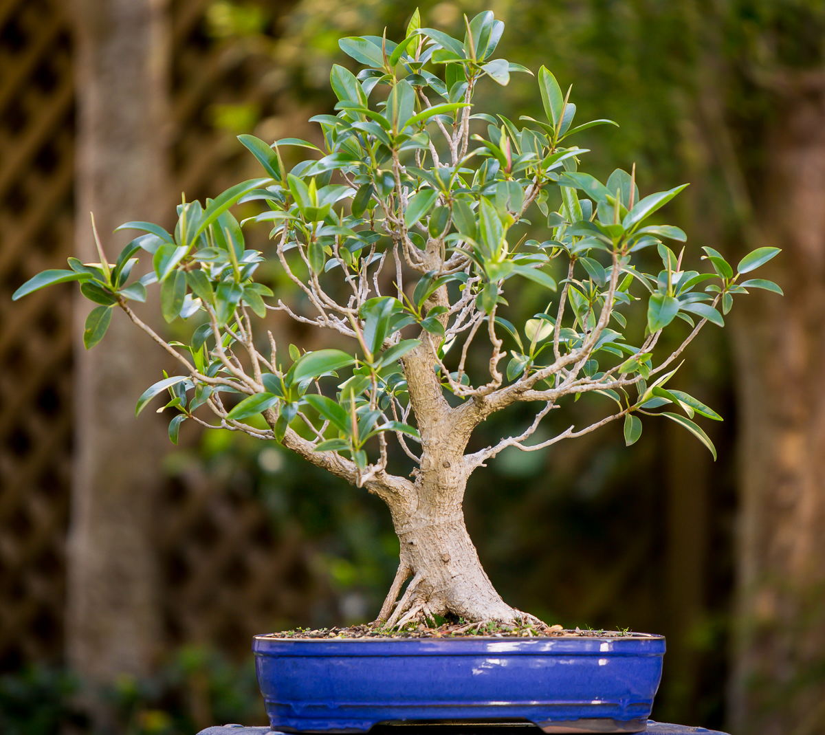 026_Fig_Defoli_20171109