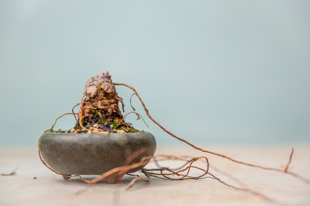 I gave these bonsai something to think&nbsp;about