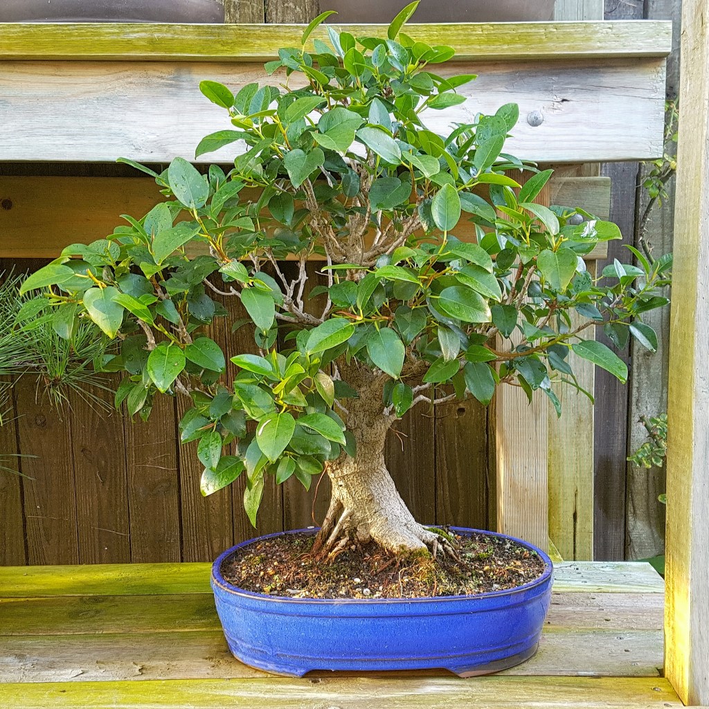 Ficus – completed defoliation combined with a solid feeding program really&nbsp;works!