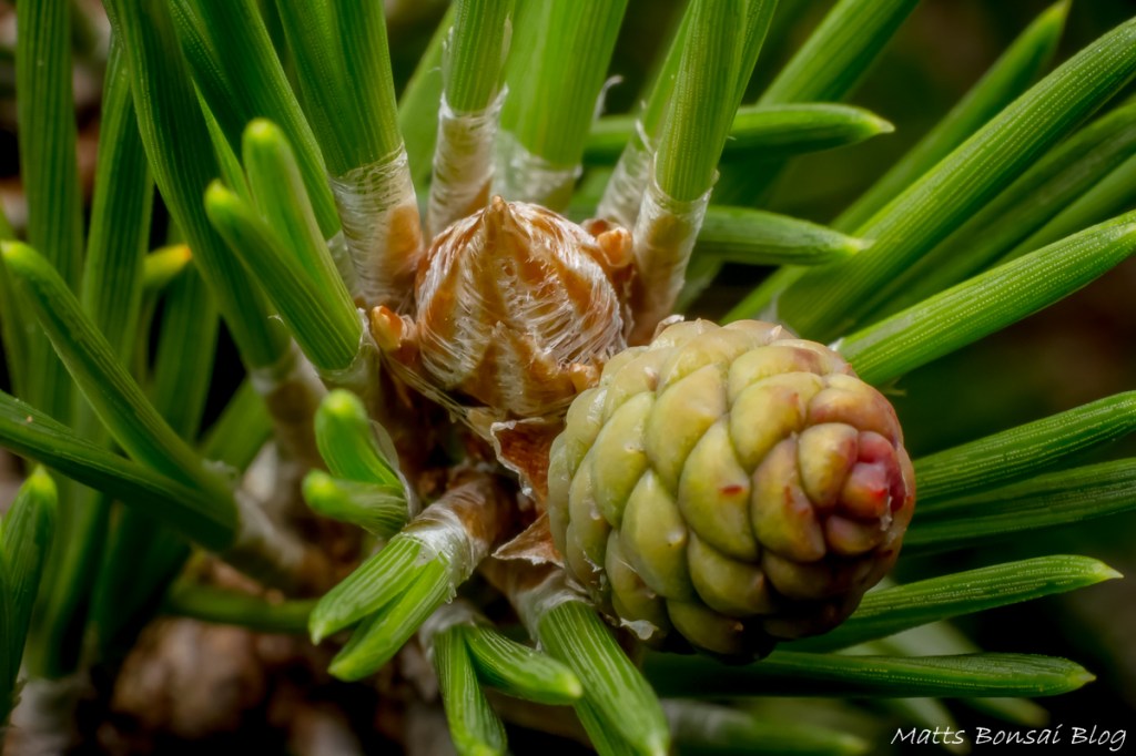 Japanese Black Pine Care Guide: Seasonal Calendar and Growth&nbsp;Tracking
