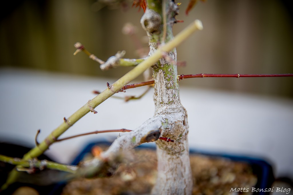 Thread grafting a Japanese&nbsp;Maple