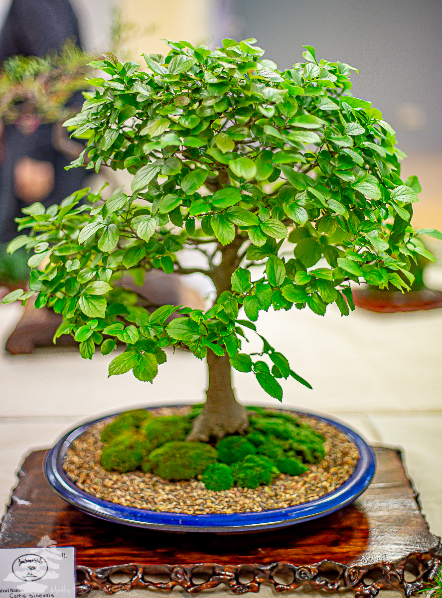 Bonsai Society of Sydney Exhibition&nbsp;2019