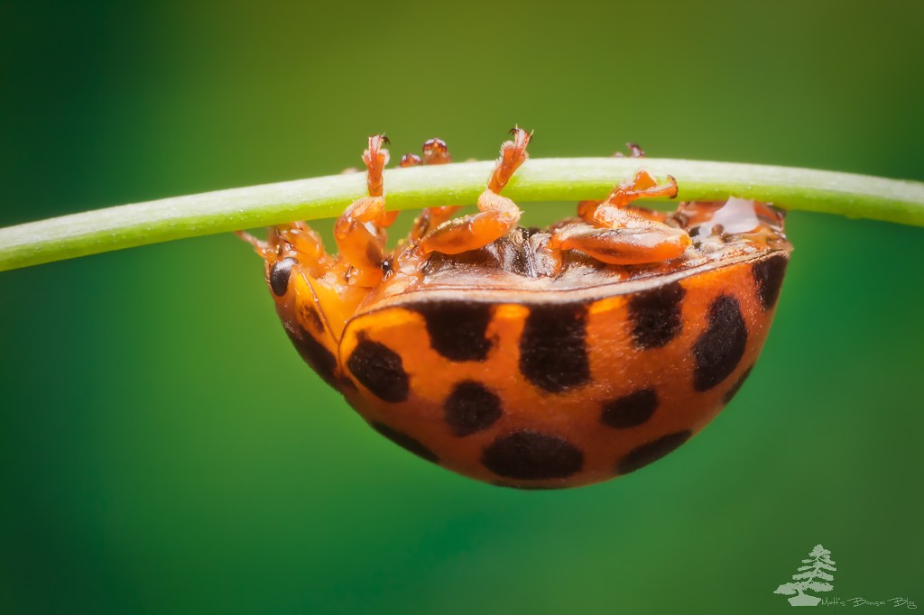 Insects, Pests and&nbsp;Diseases