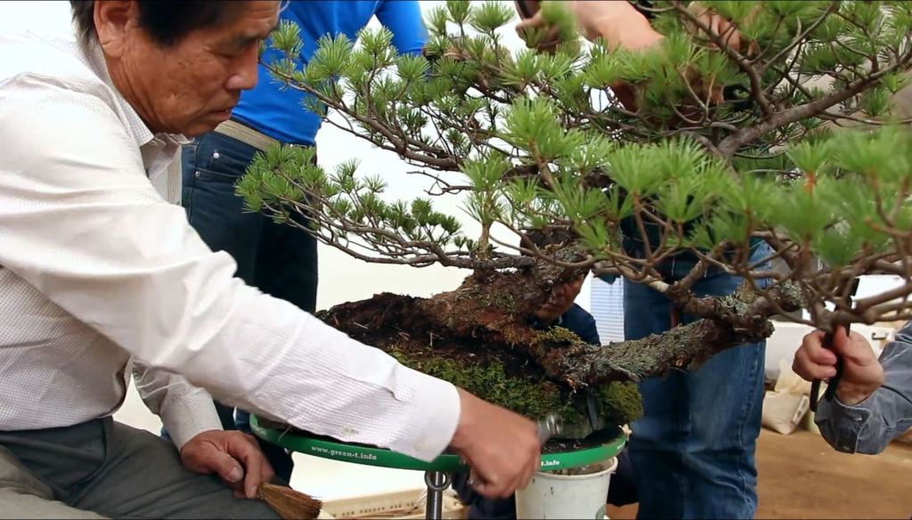 Image Credit: Bonsai Empire Kimura Masterclass Course