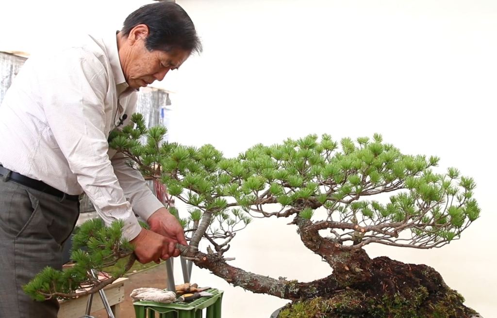 Image Credit: Bonsai Empire Kimura Masterclass Course