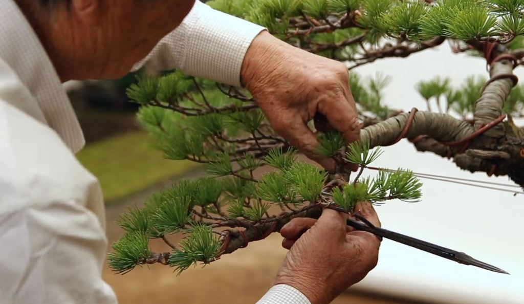 Image Credit: Bonsai Empire Kimura Masterclass Course