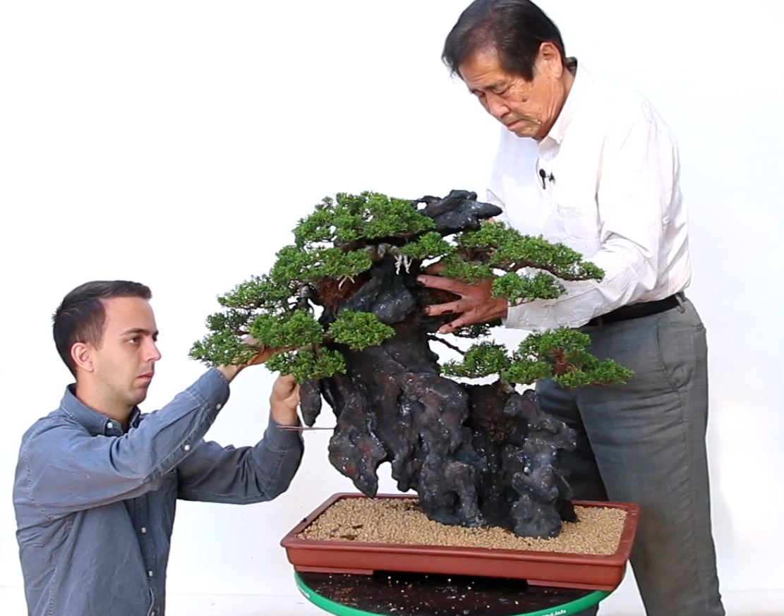 Mr Kimura Masterclass, there's a buzz all over the Bonsai world and it's  coming from Bonsai Empire.  Matt's Bonsai Blog
