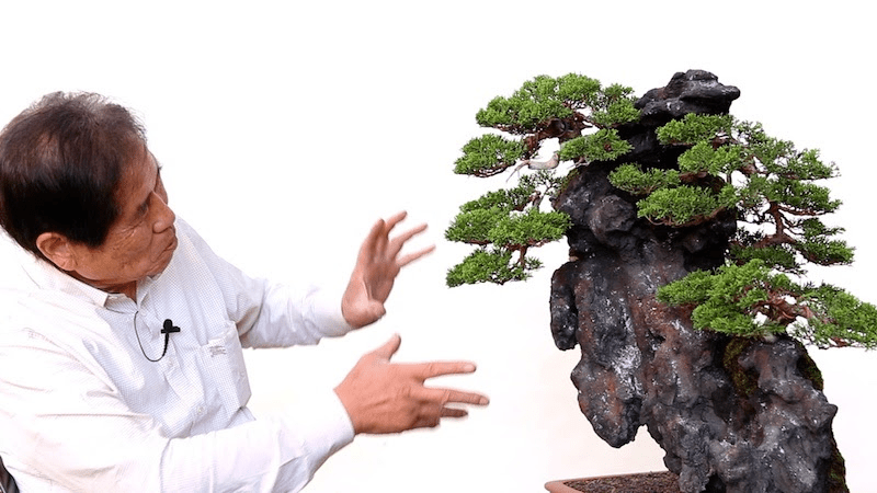 Image Credit: Bonsai Empire Kimura Masterclass Course