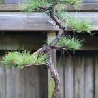 Japanese Black Pine – Reiho Tokoname pot