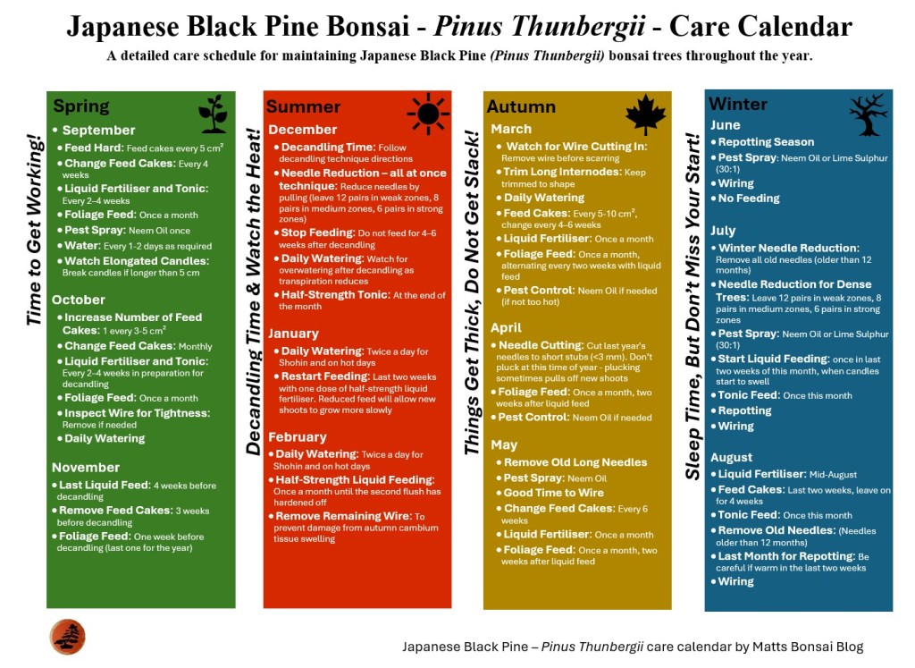 Essential Japanese Black Pine Bonsai Care: Yearly&nbsp;Schedule