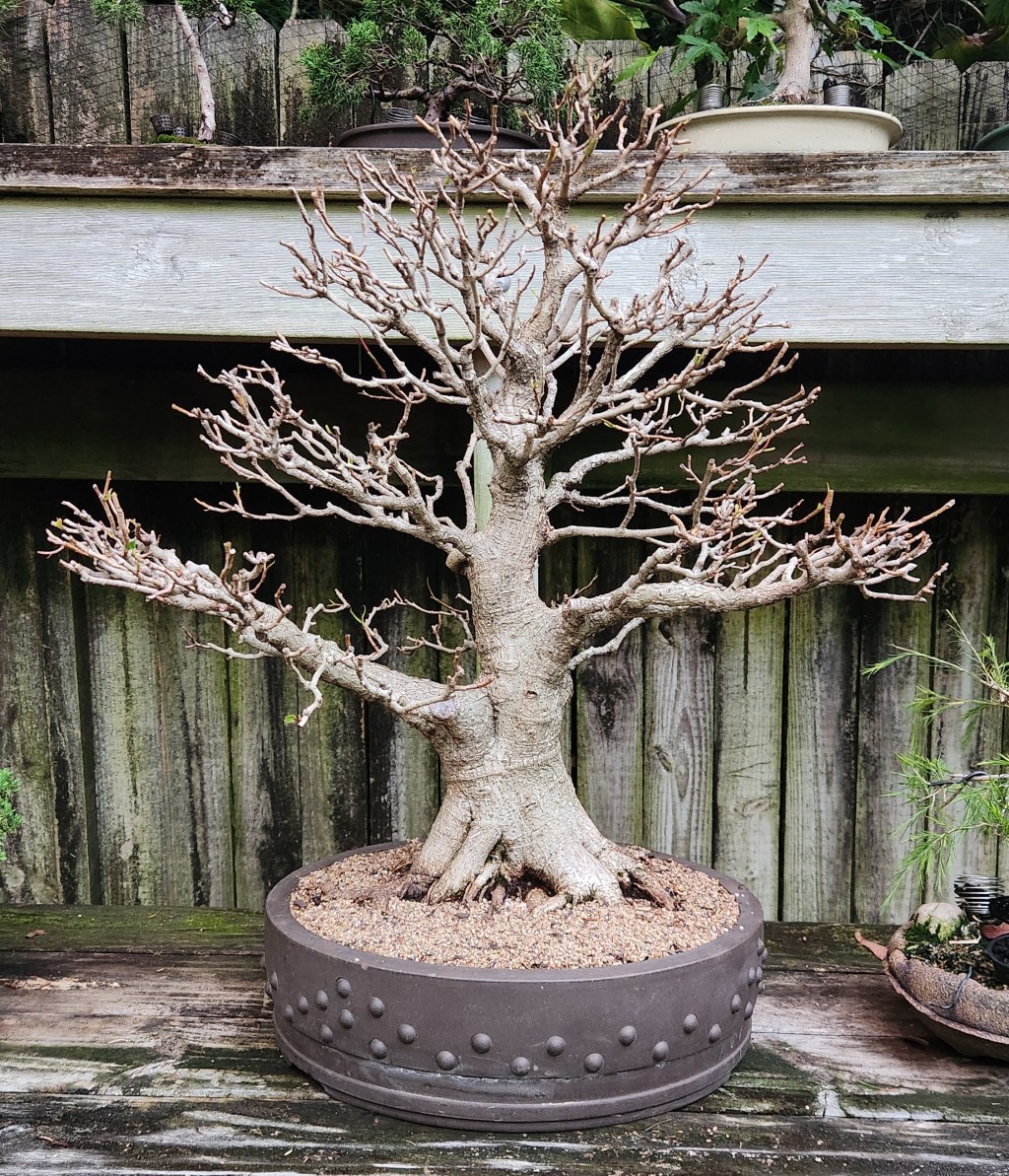 Ficus Bonsai Defoliated